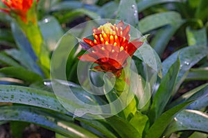 Nice red bromeliad flower