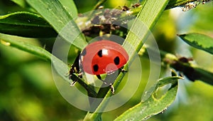 Nice red lady bug on the grass!