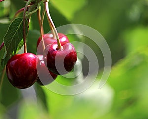 Nice red cherry on the summer green tree