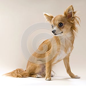 Nice red chihuahua puppy portrait