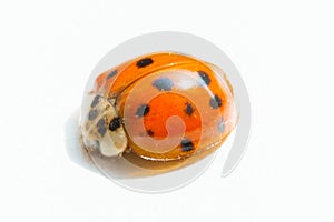 Coccinellidae on white background