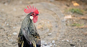 Nice red-crested rooster with walking alone