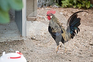 Nice red-crested rooster with walking alone