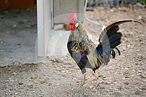 Nice red-crested rooster with walking alone