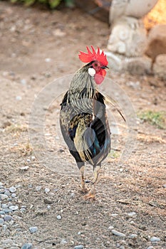 Nice red-crested rooster with walking alone