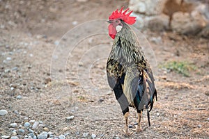 Nice red-crested rooster with walking alone