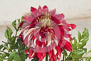 Nice red dahlia close up