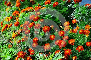 Nice Red Flowers in the gardens