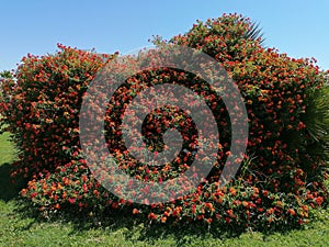 Nice red flowers in Isla Canela province of Huelva Spain