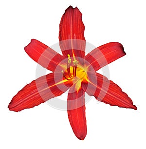 Nice red lilly isolated