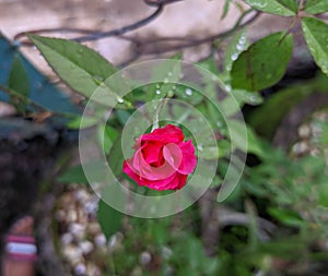 A nice red rose flower