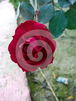 Nice Red Rose Gordon