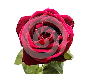 Nice red rose photo