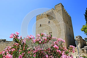 Nice rhododendron flowers in Kolossi Castle