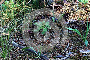 Nice romantic small forest macro