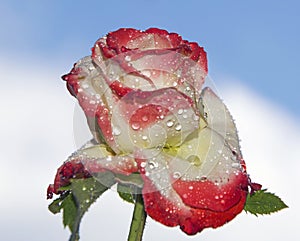 Nice rose