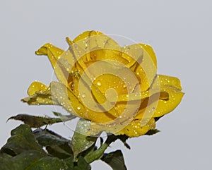 Nice rose