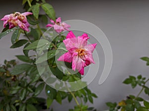 Nice rose flowers in the garden.