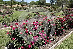 Nice rose garden in Tyler springtime