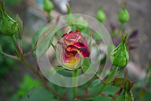 Nice roses background. Selective focus planning. Nice sunny even