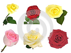 Nice roses set isolated