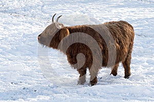 A nice Galloway cattle on a snow covered meadow photo