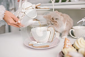 Nice selkirk rex cat looking into tea cup on table