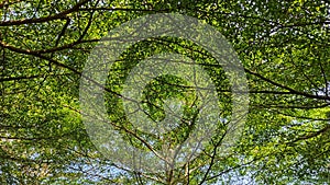 A nice shadow under trees with green leaf