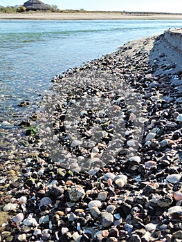 Nice Shells at Estuary entrance photo