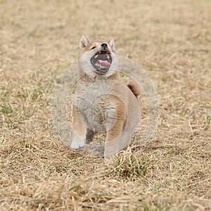 Nice Shiba inu puppy running