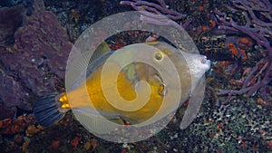 A nice shot of a American whitespotted filefish