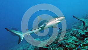 A nice shot of a Grey Reef Shark photo