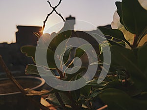 nice shot of a flora