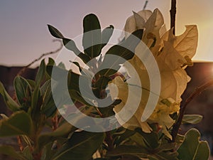 nice shot of a flora