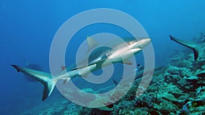 A nice shot of a Grey Reef Shark