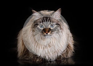 Nice Siberian cat lying on a black background