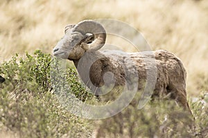 Nice side view of bighorn ram