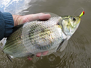 Nice Silver Shad Caught at Fletchers