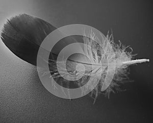 Nice single grey fluffy feather on grey leathern background