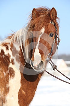 Nice skewbald pony in winter