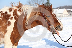 Nice skewbald yawning pony in winter