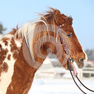 Nice skewbald yawning pony in winter