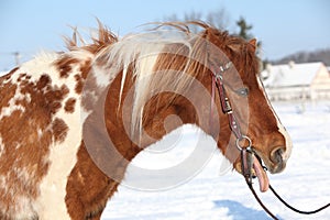 Nice skewbald yawning pony in winter