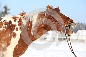 Nice skewbald yawning pony in winter