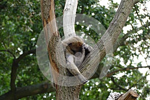 Nice sleeping barbary ape