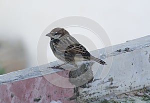 Nice small bird brown , on the hard edge ,in the morning