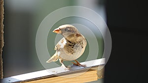 Nice small bird on my window
