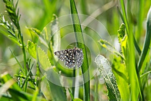 Nice small black and white butterfly on grass
