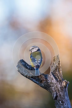 Nice small blue tit avian sitting on dry twig