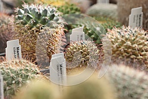 Nice small cactis in shop photo